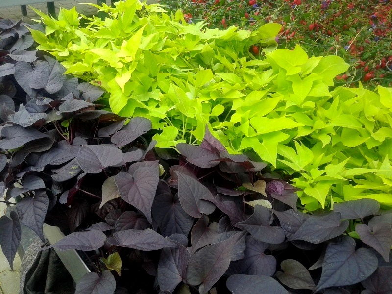 Plant (8).jpg